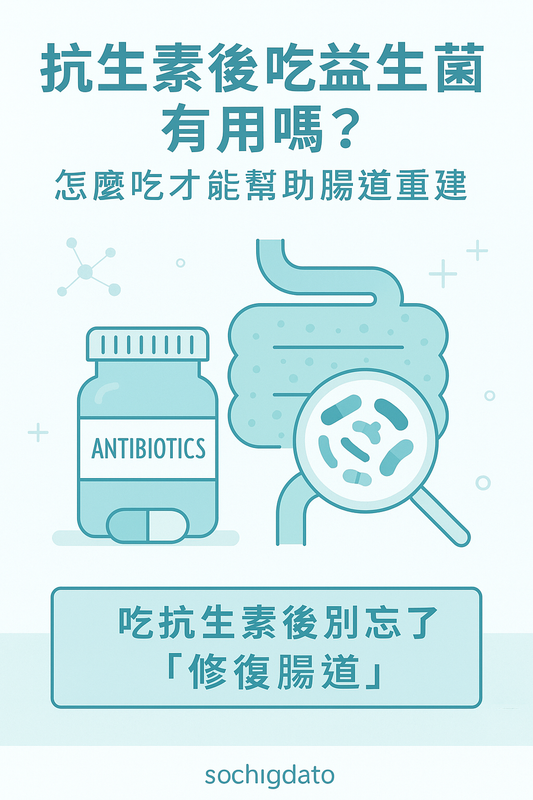 探討抗生素對腸道菌叢影響與益生菌修復作用的主題圖片,說明正確補充益生菌有助於腸道重建